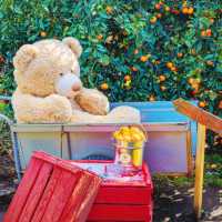 Ha-yul’s Tangerine Farm: Fresh and Sweet Jeju Experience