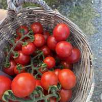 ขอนแก่น ฟาร์มมิสเตอร์คอร์น🍅✨