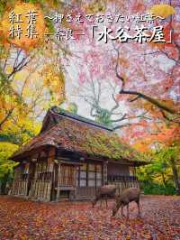 【紅葉特集】鹿さんとのコラボ写真を狙え📸日本昔話の世界🍁撮影攻略情報付💡