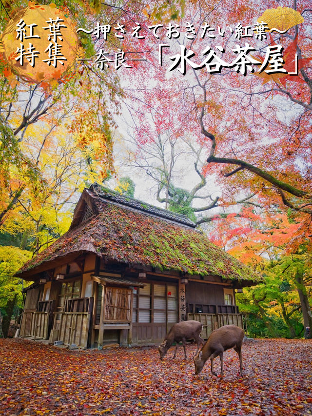 【紅葉特集】鹿さんとのコラボ写真を狙え📸日本昔話の世界🍁撮影攻略情報付💡