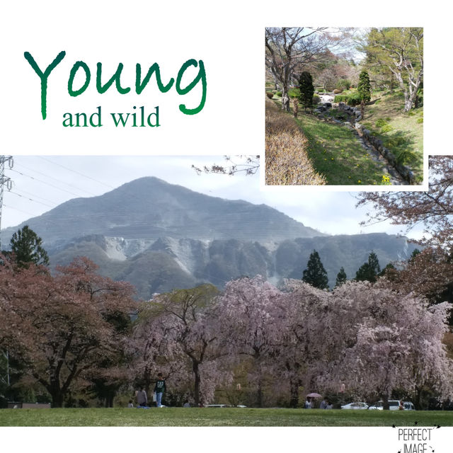 夢幻櫻花無敵景：西武羊山公園