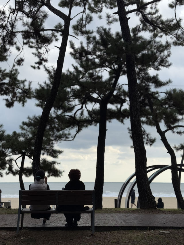 해운대 앞 작은 소나무 숲 송림공원