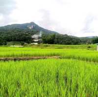 ชมนาขั้นบันไดกลางขุนเขา @บ้านแม่กลางหลวง
