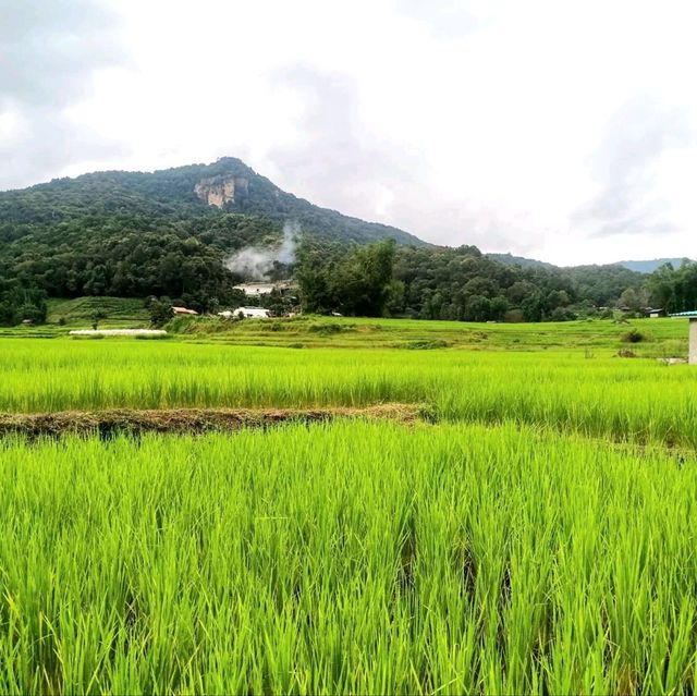 ชมนาขั้นบันไดกลางขุนเขา @บ้านแม่กลางหลวง