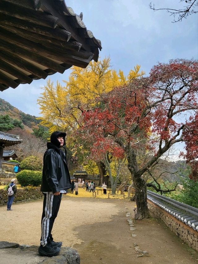 늦가을이 시작된 밀양 은행나무명소