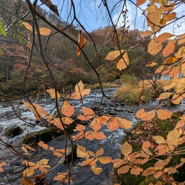 奧入瀨溪流的賞楓秘境：蔦川砂防公園