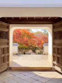 京都 ❤︎ まるで絵画のような🖼️竜宮門からの紅葉🍁 