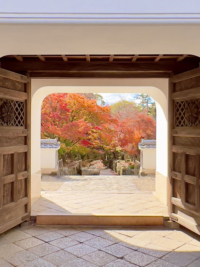 京都 ❤︎ まるで絵画のような🖼️竜宮門からの紅葉🍁 