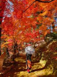 京都紅葉🌿🍁苔と紅葉のハーモニー🍁🌿苗秀寺☺️