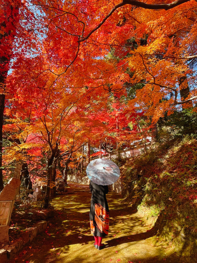 京都紅葉🌿🍁苔と紅葉のハーモニー🍁🌿苗秀寺☺️