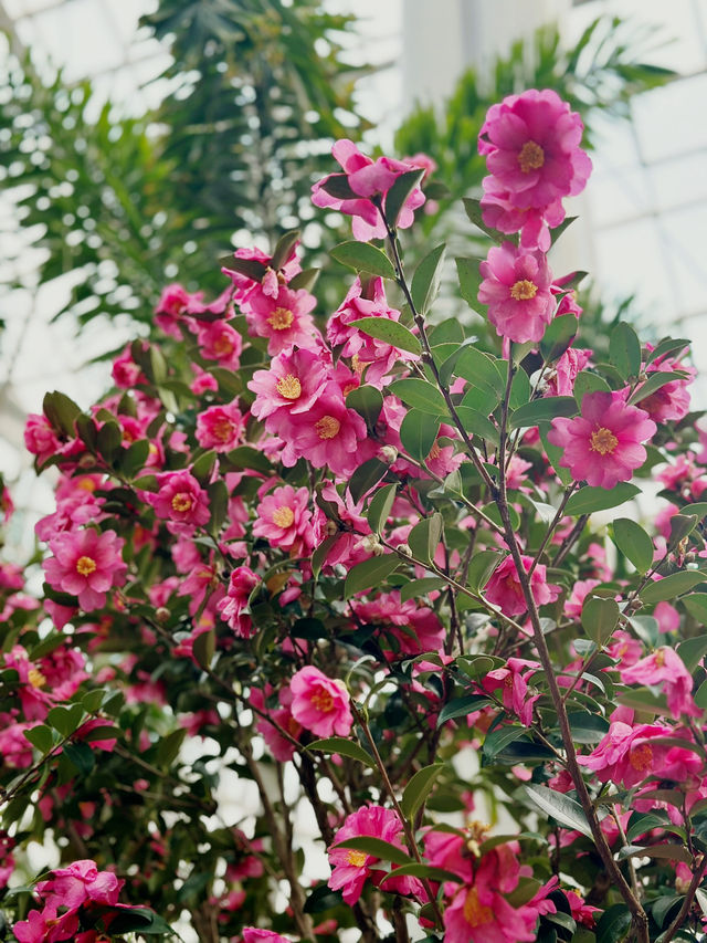 자연 속에서 식물과 힐링을, 국립세종수목원 🌲💕