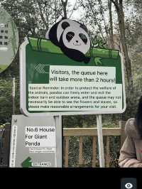 A full day Panda watching? I couldn’t believe my eyes! 
