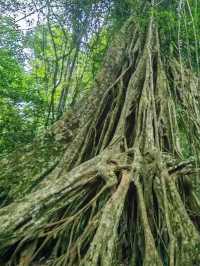 A Journey Through Nature’s Masterpiece: My Adventure at Khao Yai National Park