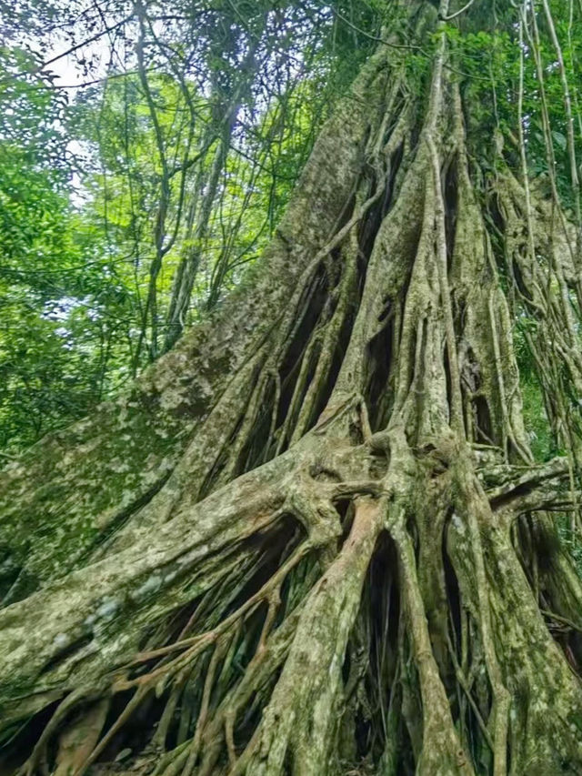 A Journey Through Nature’s Masterpiece: My Adventure at Khao Yai National Park