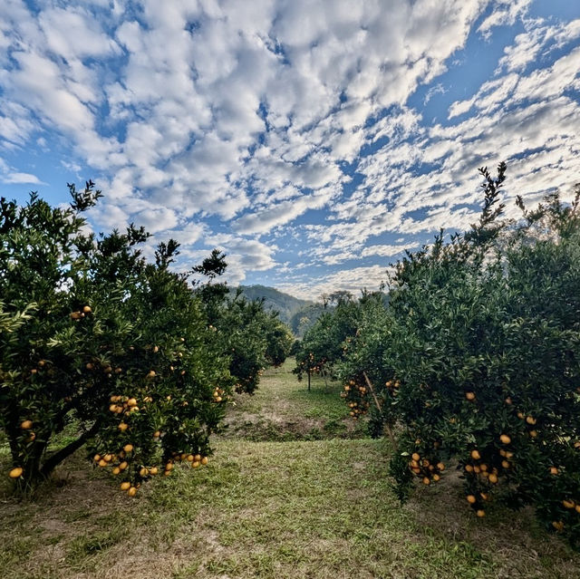 大吉大利新春採橘🍊去