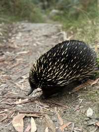 Grampians National Park: A Solo Traveler’s Take 🌿