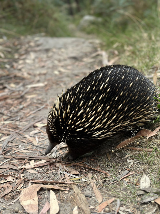Grampians National Park: A Solo Traveler’s Take 🌿