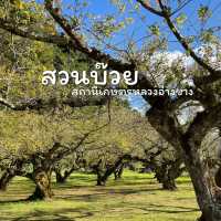 สวนบ๊วย ดอยอ่างขาง