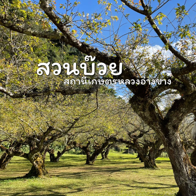 สวนบ๊วย ดอยอ่างขาง