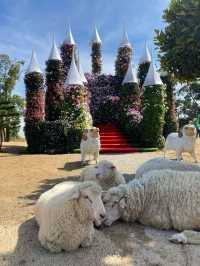 🐑 ม่อนแกะ เขาค้อ 🐏🐑🐑