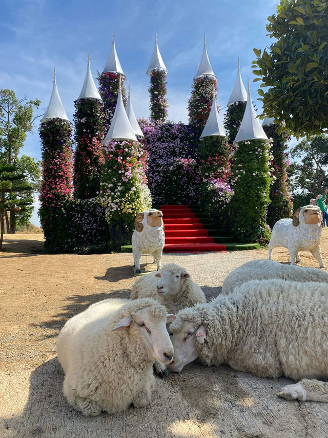 🐑 ม่อนแกะ เขาค้อ 🐏🐑🐑