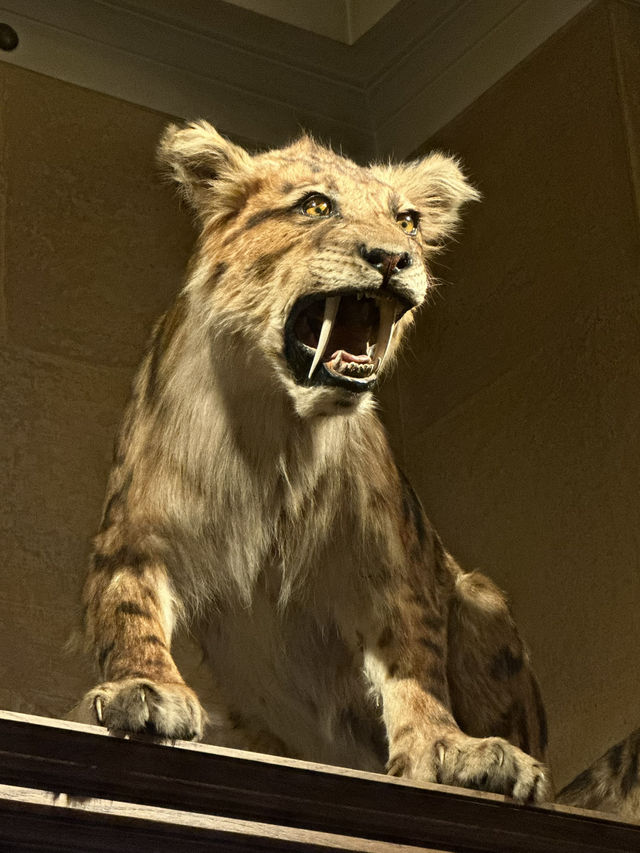 Unveil the Wonders of the Natural World at Vienna’s Natural History Museum