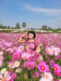 สวนดอกไม้ สมาภรณ์ การ์เด้น