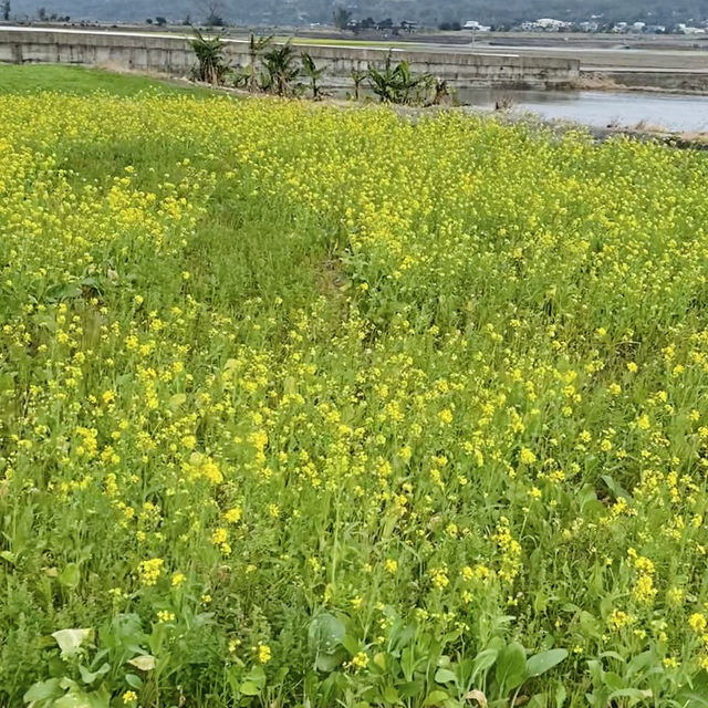 冬日田野漫遊-靜謐又美的旅程