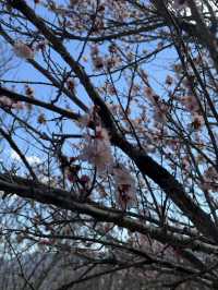 【埼玉県/秩父】見頃はこれから！天空のお花見