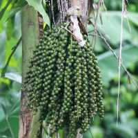 Malaysia 