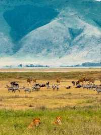 🦁 Explore Serengeti National Park, Tanzania – A Safari Like No Other! 🌿🐾