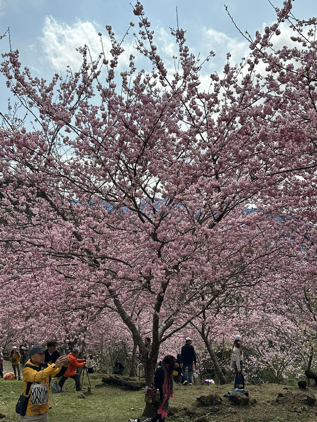 悠然秘境 櫻花林