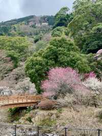 碧テラス〜ニュー八景園〜熱海梅園