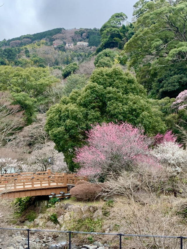 碧テラス〜ニュー八景園〜熱海梅園