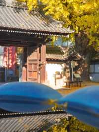 大阪難宗寺｜秋日限定的銀杏黃，美哭了！ 🍂✨
