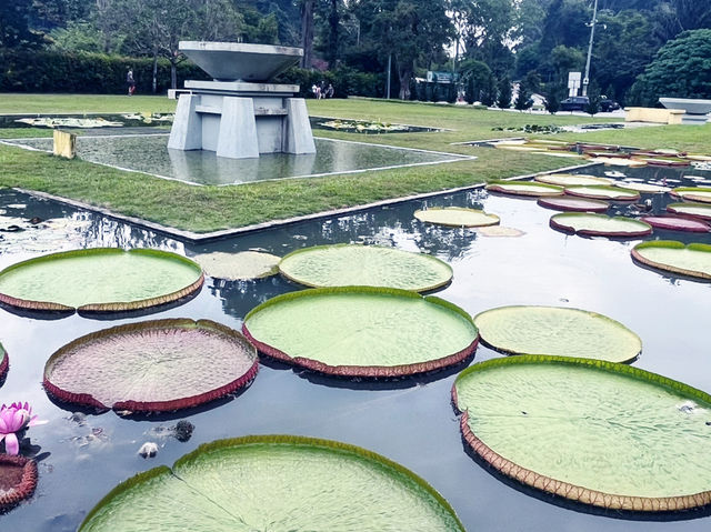 馬來西亞檳城熱門景點推薦：槟城植物园，適合拍照打卡逛街遊玩。