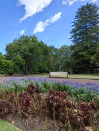 林木茂密古樹參天打卡的Albert Park