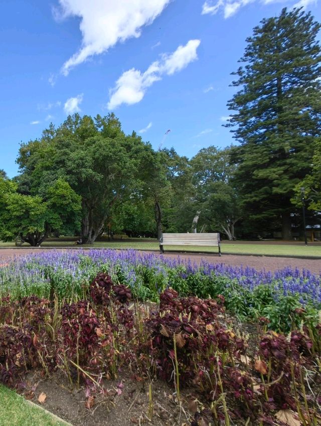 林木茂密古樹參天打卡的Albert Park