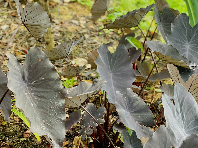 Nature’s Escape at The Habitat Penang Hill! 🌿