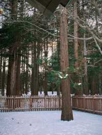 北海道札幌的冬日神社｜北海道神宮 ❄️⛩️