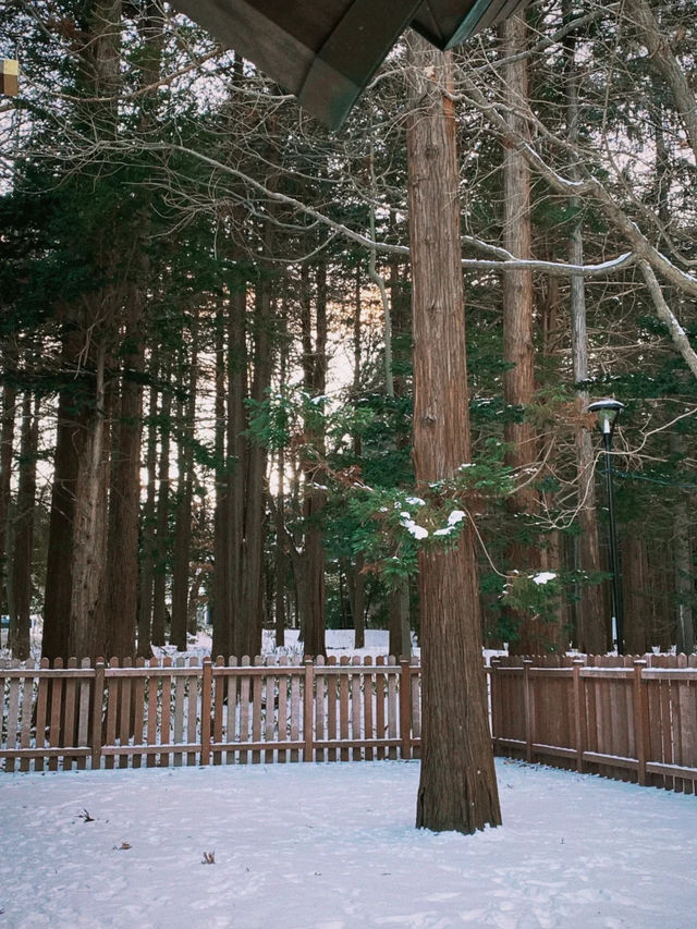 北海道札幌的冬日神社｜北海道神宮 ❄️⛩️