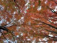 🍁✨ 博多紅葉景點一日遊：秋日楓情，感受福岡的自然之美 ✨🍂