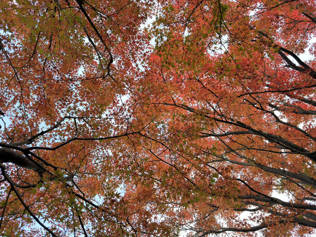 🍁✨ 博多紅葉景點一日遊：秋日楓情，感受福岡的自然之美 ✨🍂
