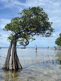 Dancing Trees in Sumba: Nature’s Best Choreographers 💃🌿