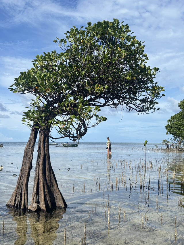 Dancing Trees in Sumba: Nature’s Best Choreographers 💃🌿
