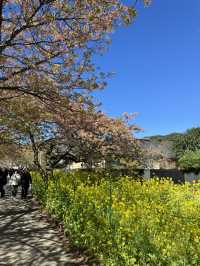 東京出發one day tour, 河津櫻花祭🌸