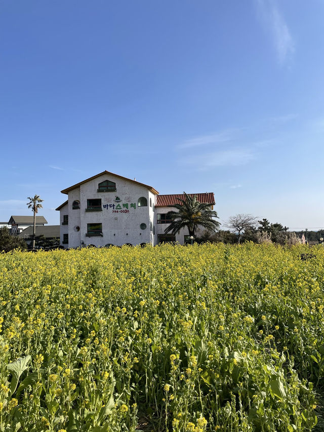 노랗게 물든 제주 산방산 유채꽃밭🌼