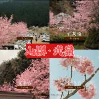 武嶺🌸櫻花的味道