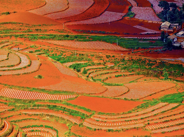 Kunming's Ruby Treasure: Dongchuan Red Land