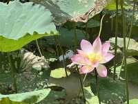 Lessons of Ecology at the Lions Nature Education Centre